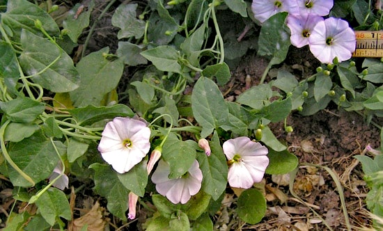 با علف هرز پیچک صحرایی برای همیشه خداحافظی کن!