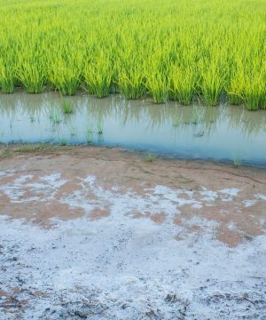 Soil-salinization-and-how-farmers-can-overcome-it