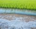 Soil-salinization-and-how-farmers-can-overcome-it